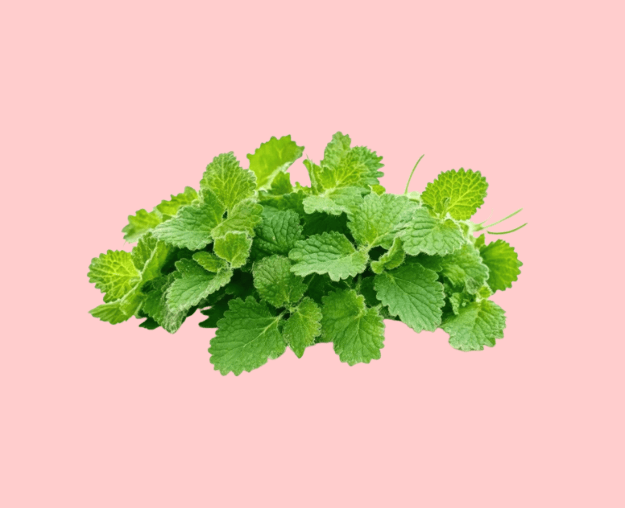 Lemon Balm Leaf